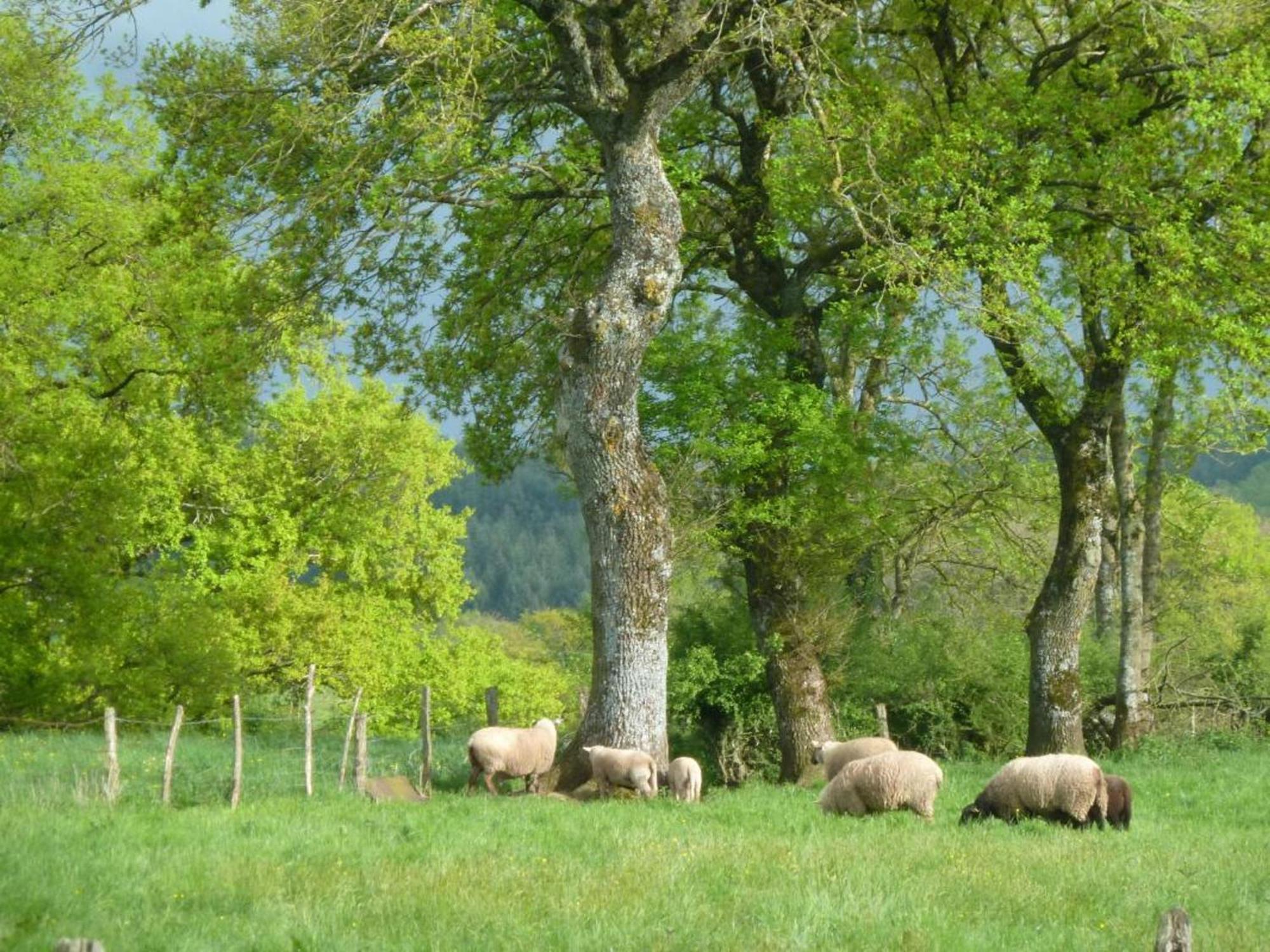 Maison De Campagne Ideale Pour Familles, Cavaliers, Animaux Acceptes, Avec Jardin Clos Et Tout Equipe. - Fr-1-489-172 Villa Barrais-Bussolles Exteriör bild